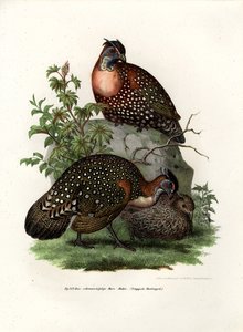 Vestlige Tragopan, 1864 af German School